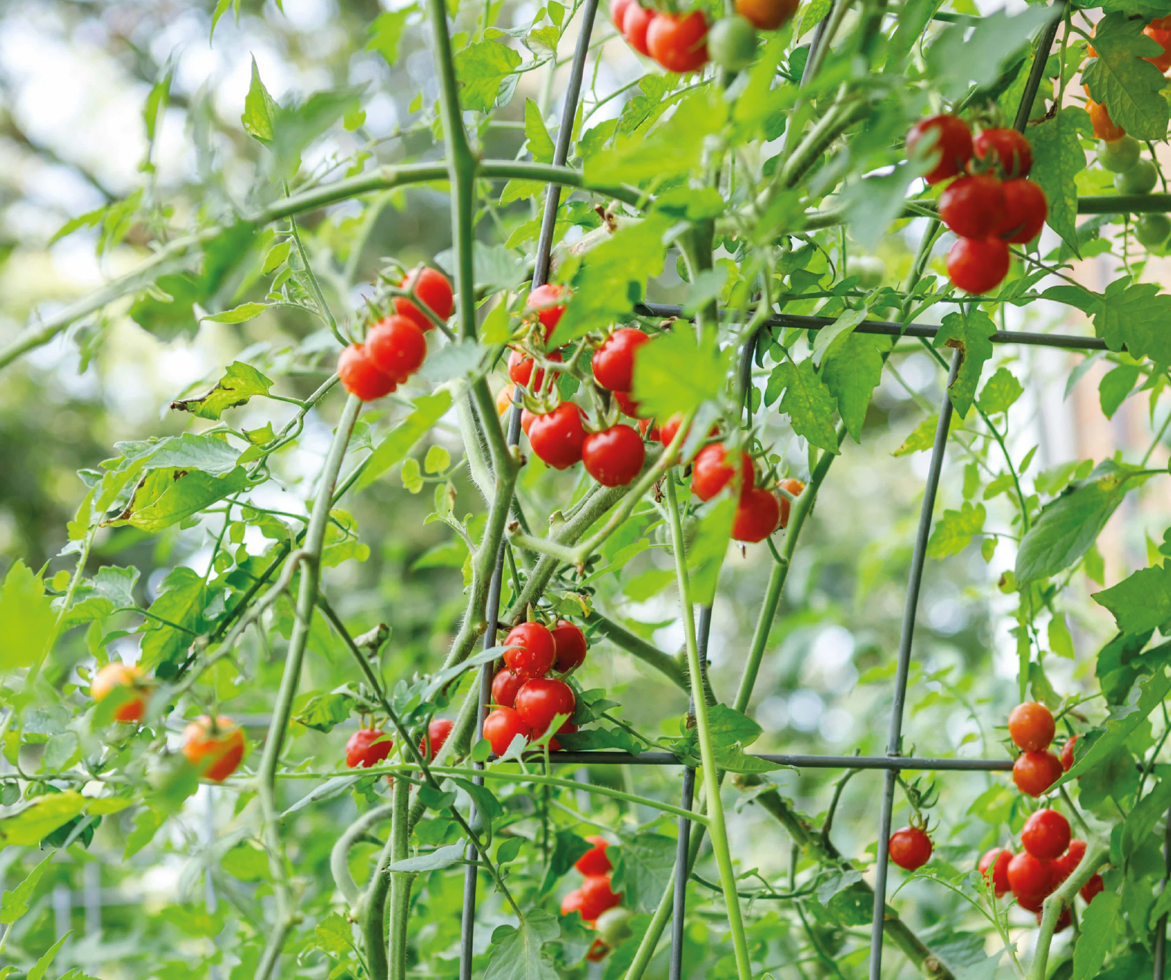 Plant Supports & Cages